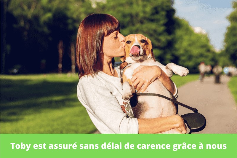 assurance santé pour animaux sans carence
