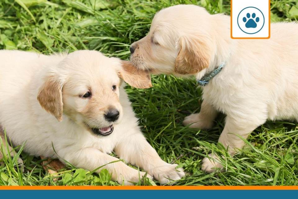 chiot couvert par une mutuelle pour chien en bas âge