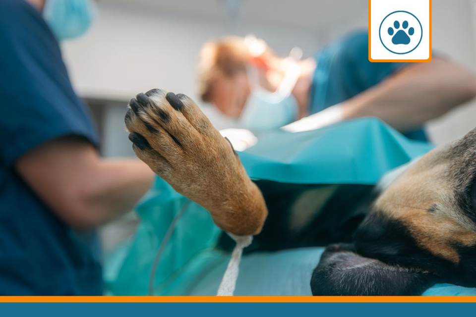 chirurgie chien