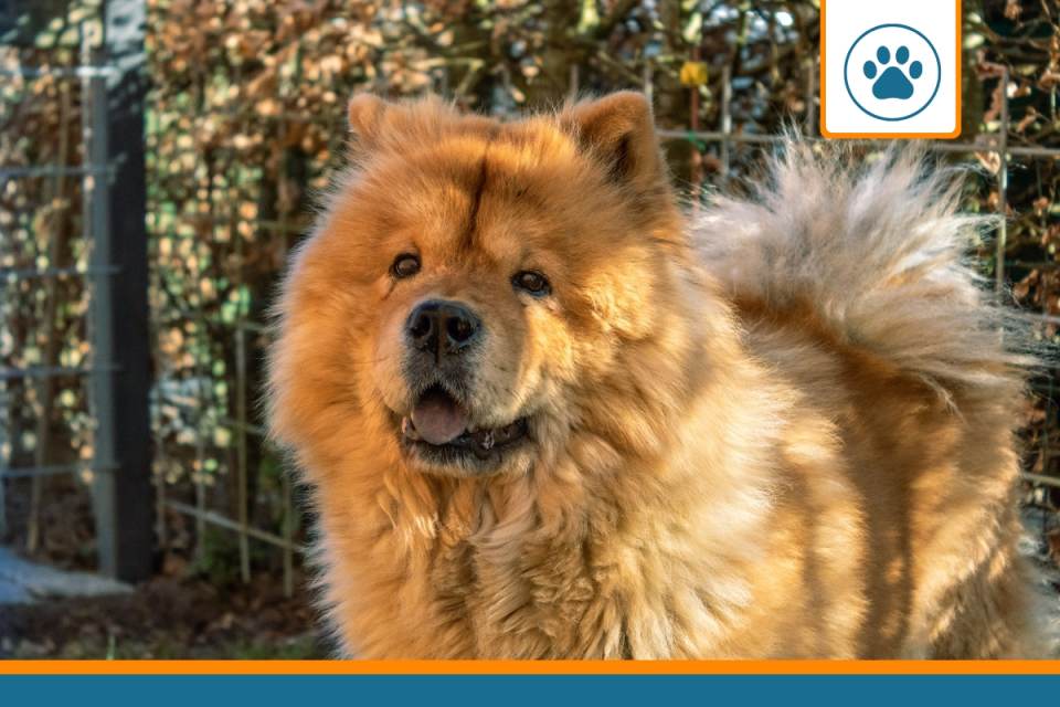 chow chow couvert par une mutuelle pour chien