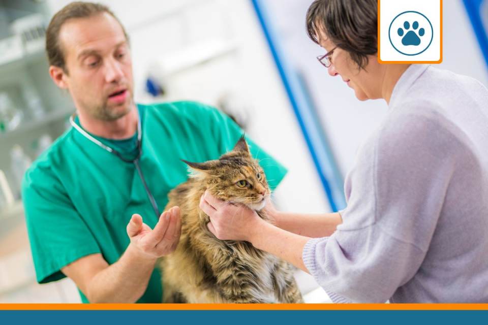 conseil santé chat