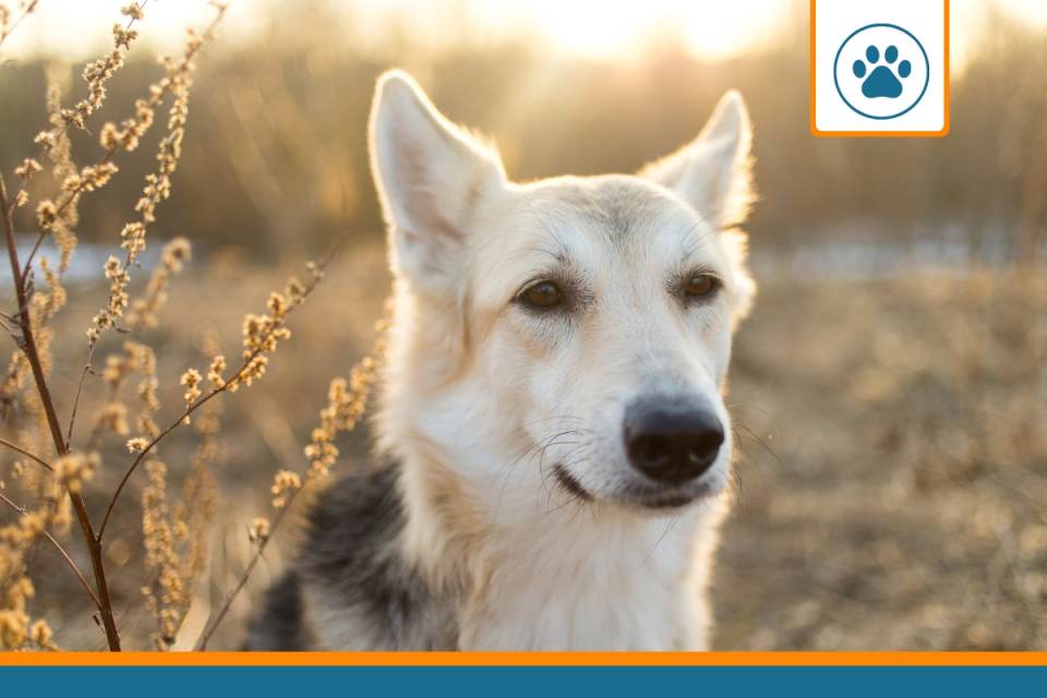 mutuelle pour un chien batard (race croisée)