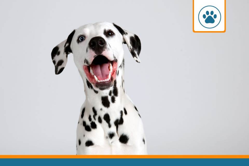 Mutuelle pour Dalmatiens