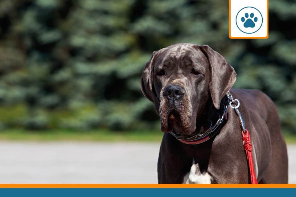 Mutuelle pour dogue allemand