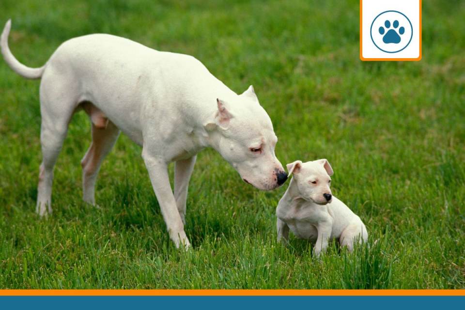 Mutuelle pour dogue argentin