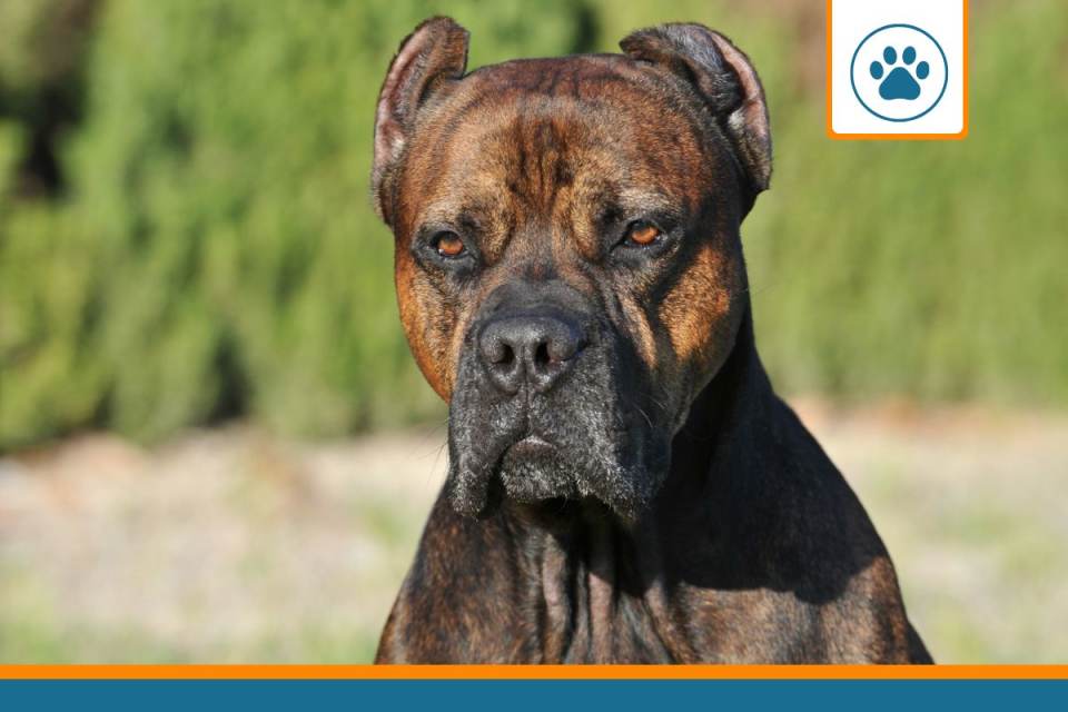 Mutuelle pour dogue espagnol