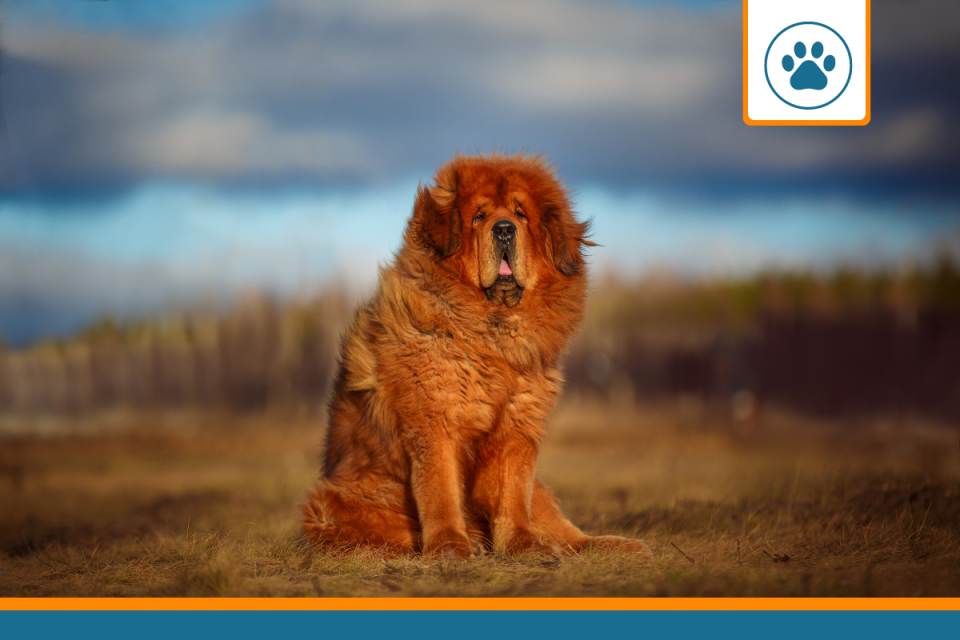 Mutuelle Dogue du Tibet
