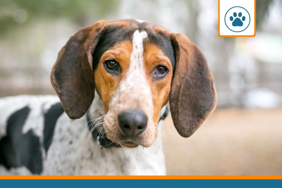 mutuelle English Coonhound