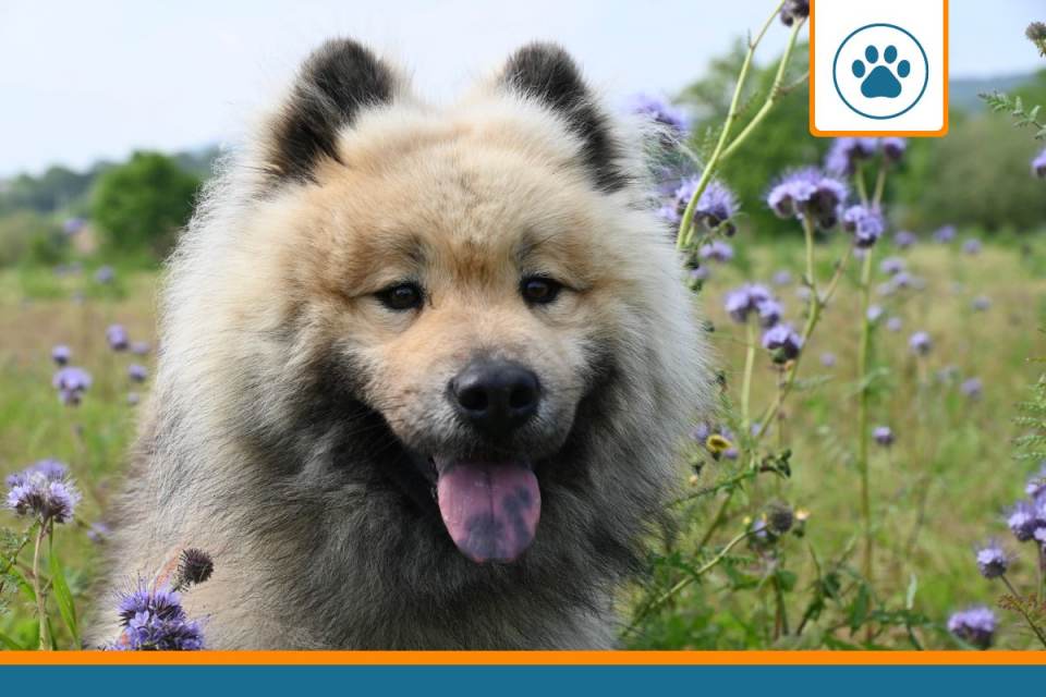 Mutuelle pour eurasier