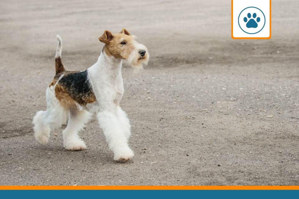 Mutuelle pour Fox Terrier