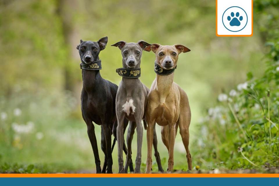 Mutuelle pour levrier whippet
