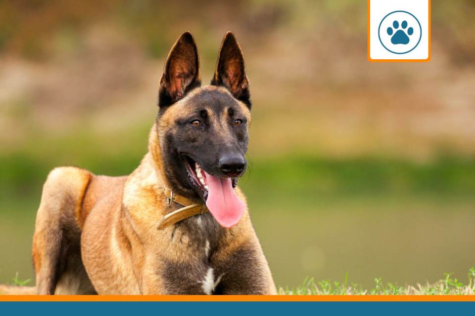 Mutuelle pour malinois