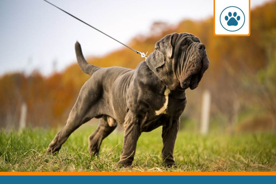 Mutuelle pour mastiff