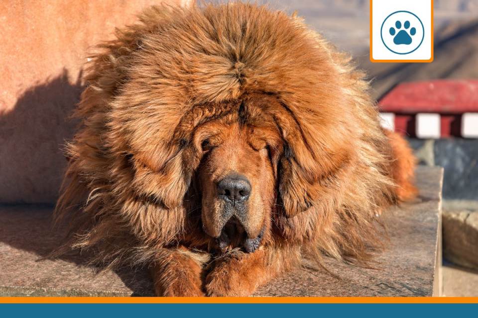 Mutuelle pour matin tibet