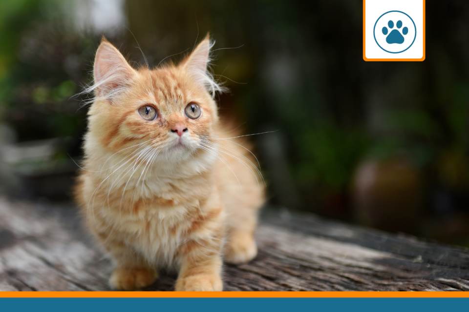 Mutuelle chat Munchkin