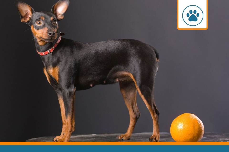 Mutuelle pour pinscher