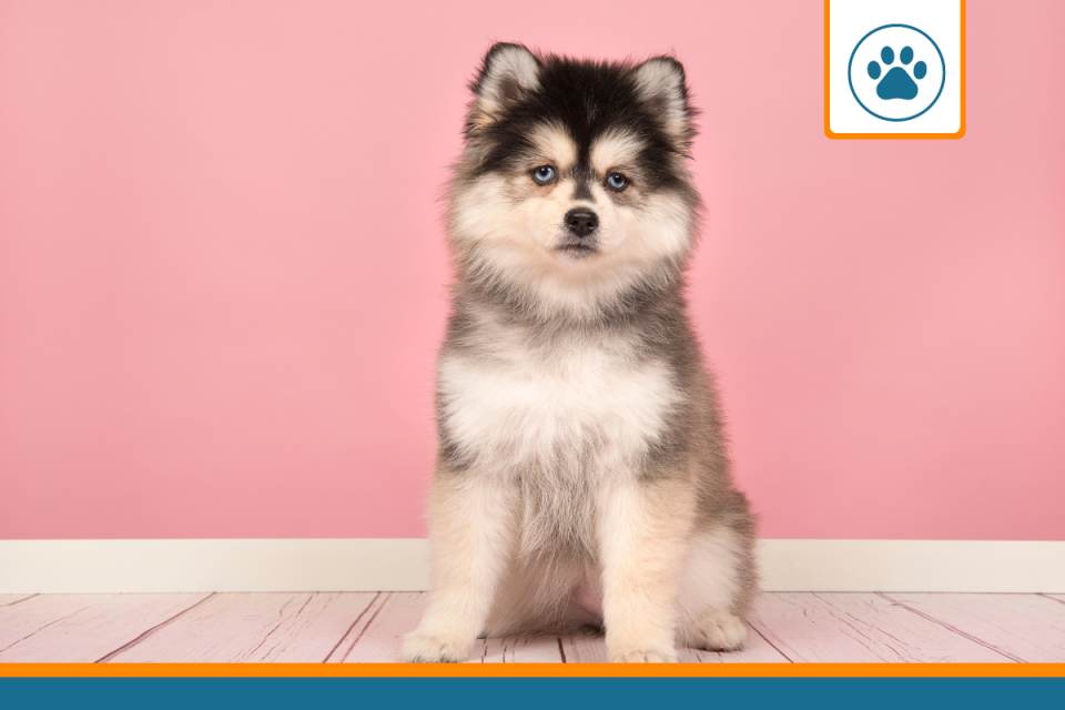 mutuelle pour Pomsky