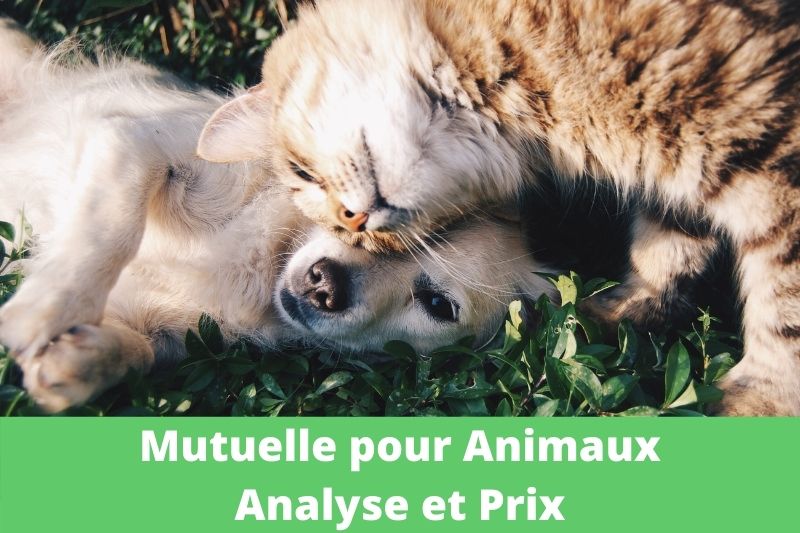 mutuelle animaux