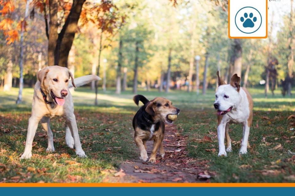 Mutuelle pour race de chien
