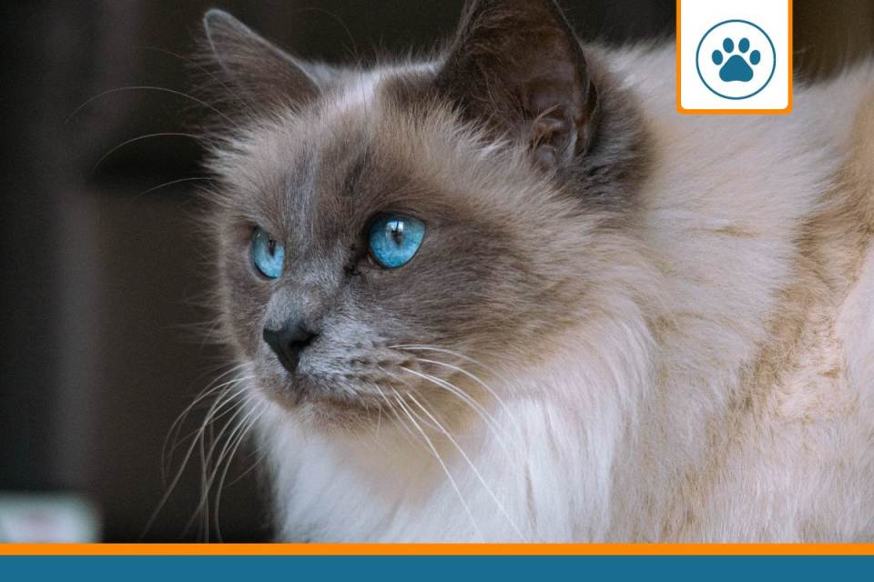 Mutuelle pour RAGDOLL