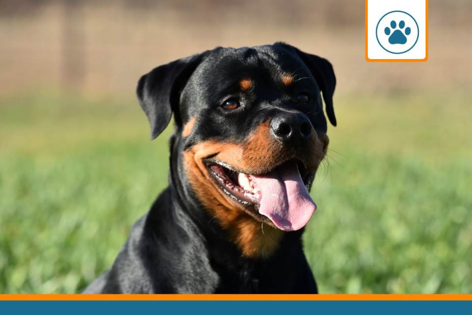 Mutuelle pour rottweiler