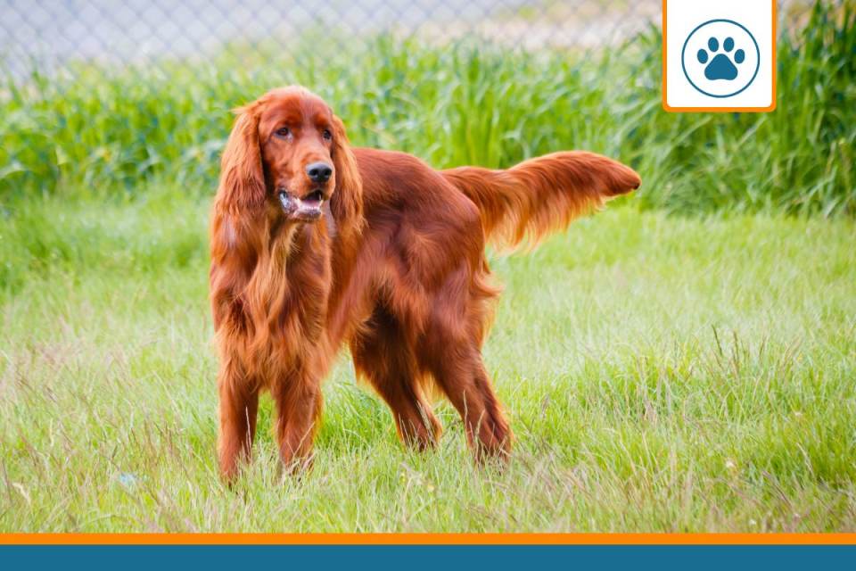 Mutuelle pour Setter irlandais