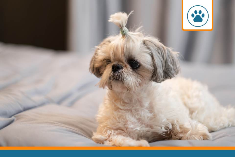 Mutuelle pour Shih Tzu