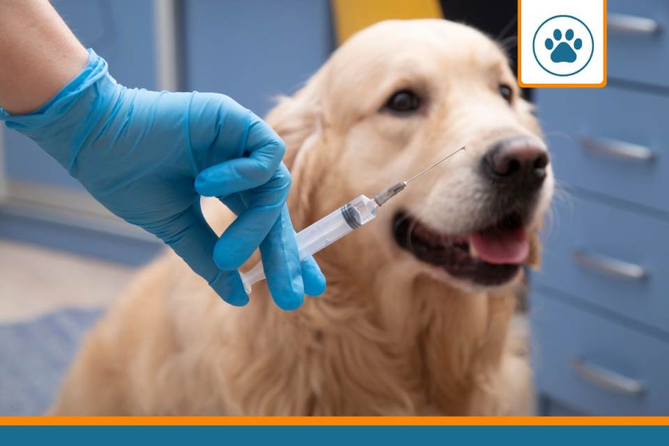 soins préventifs chien