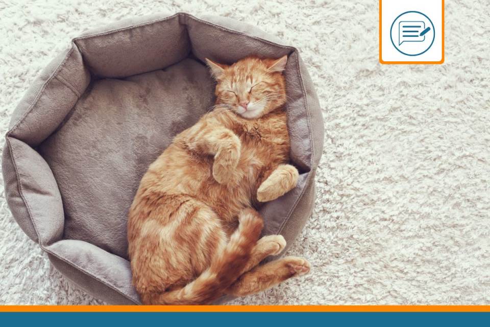 ou dort un chat ?