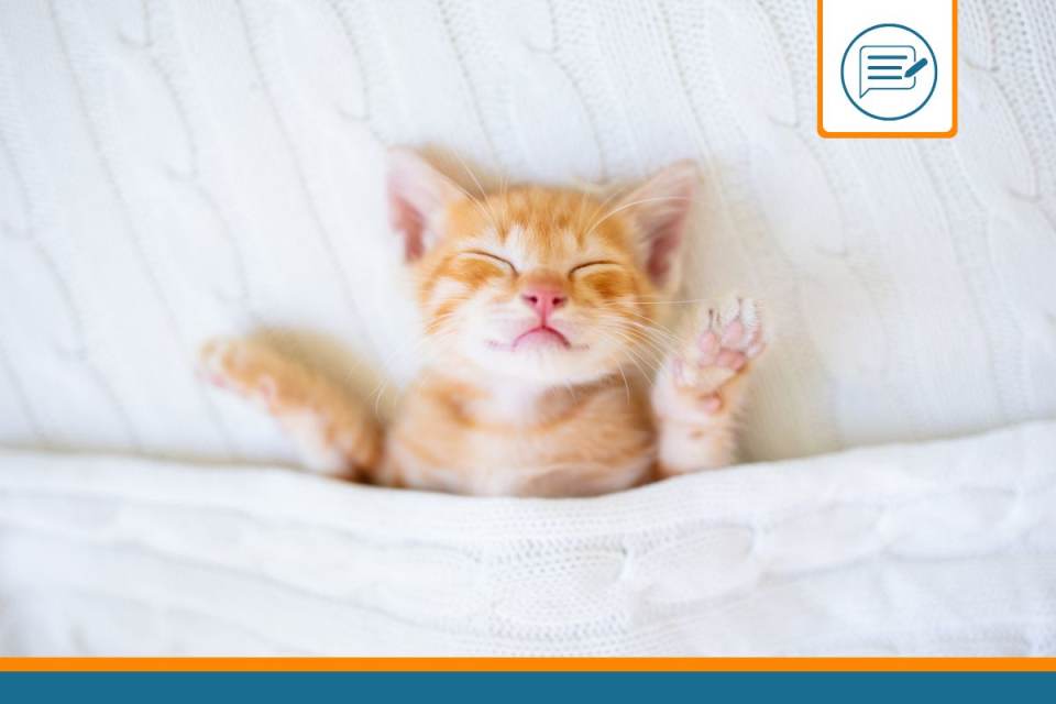 ou faire dormir un chaton ?