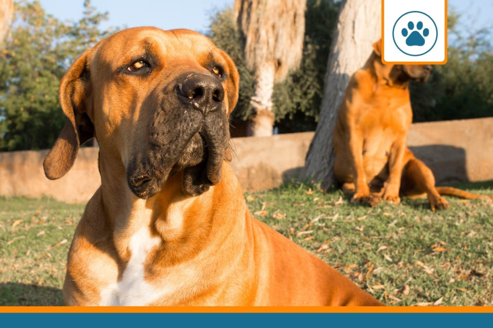 prix d'assurance pour chien de catégorie 1