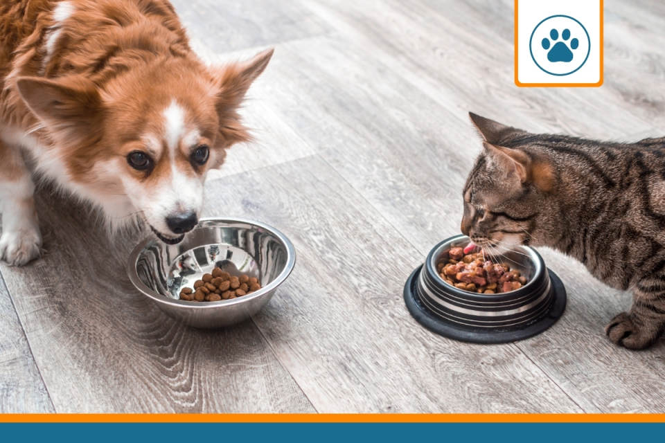 animaux en train de manger à qui il faudra choisir une mutuelle