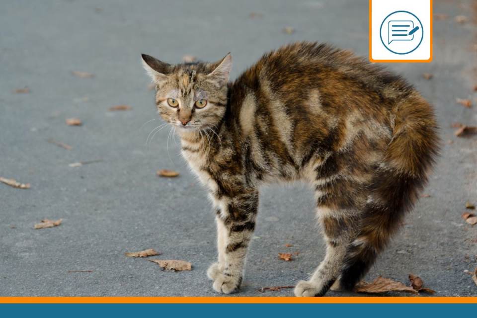 répulsif chat