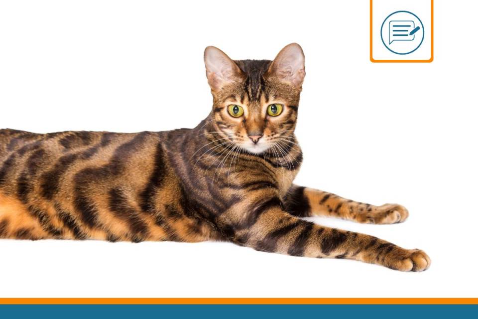 Toyger