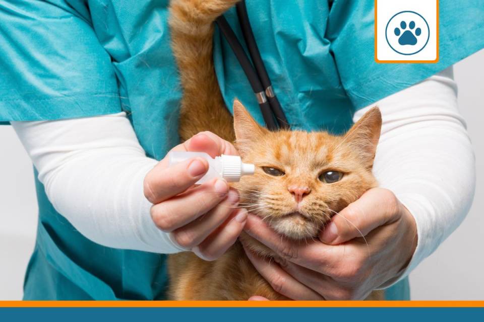 ulcere oeil chat