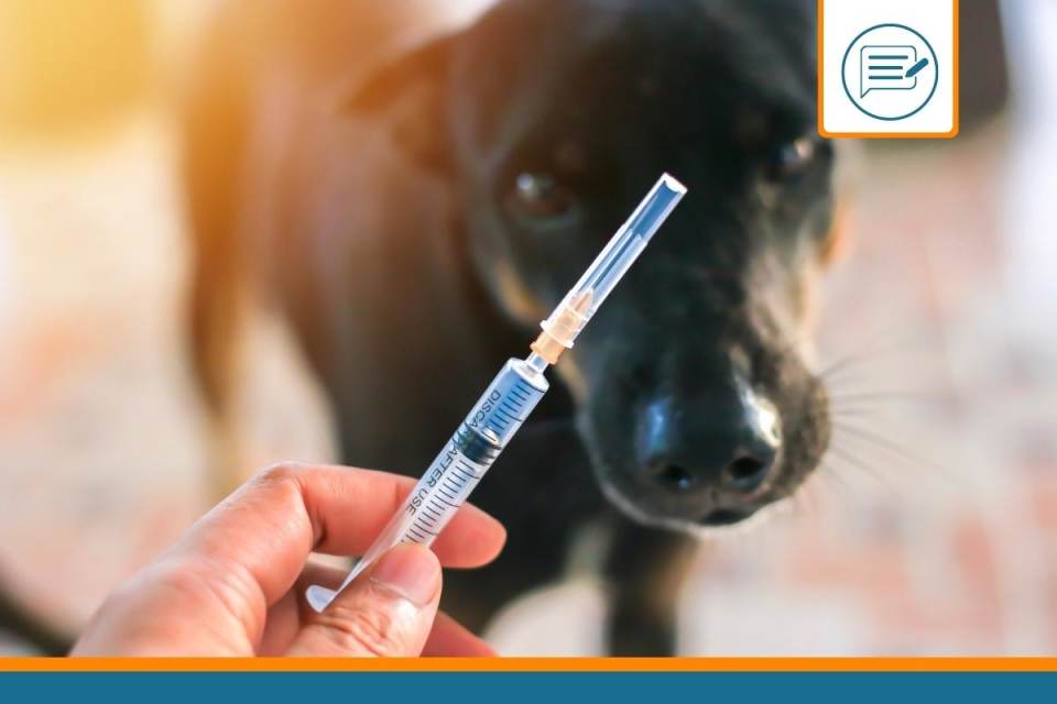 un chien qui se fait vacciner