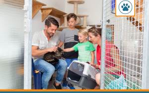 À savoir avant d'adopter un chat