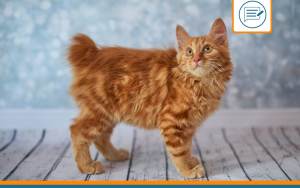 American Bobtail
