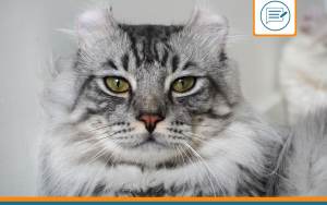 American Curl