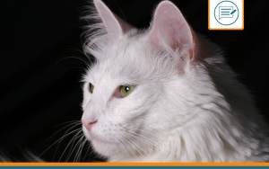 Angora Turc