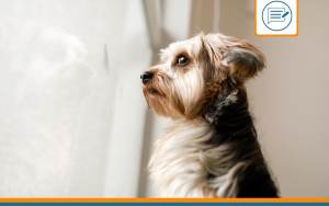 Animaux anxiété séparation