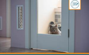 anxiété séparation chat