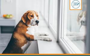 anxiété séparation chien