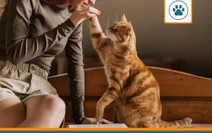 arthrose chat