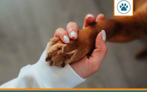 arthrose chien