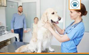chien déjà malade avec une assurance animaux