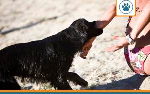 morsures chien en balade