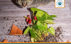 responsabilité civile chat