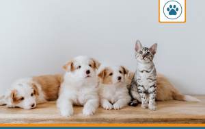 animaux assurés sans franchise