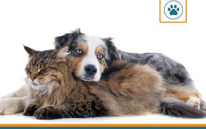 Assurance pour animaux seniors